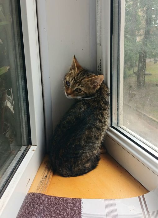 Маленькая полосатая котёнок девочка ищет дом! Котята в хорошие руки!