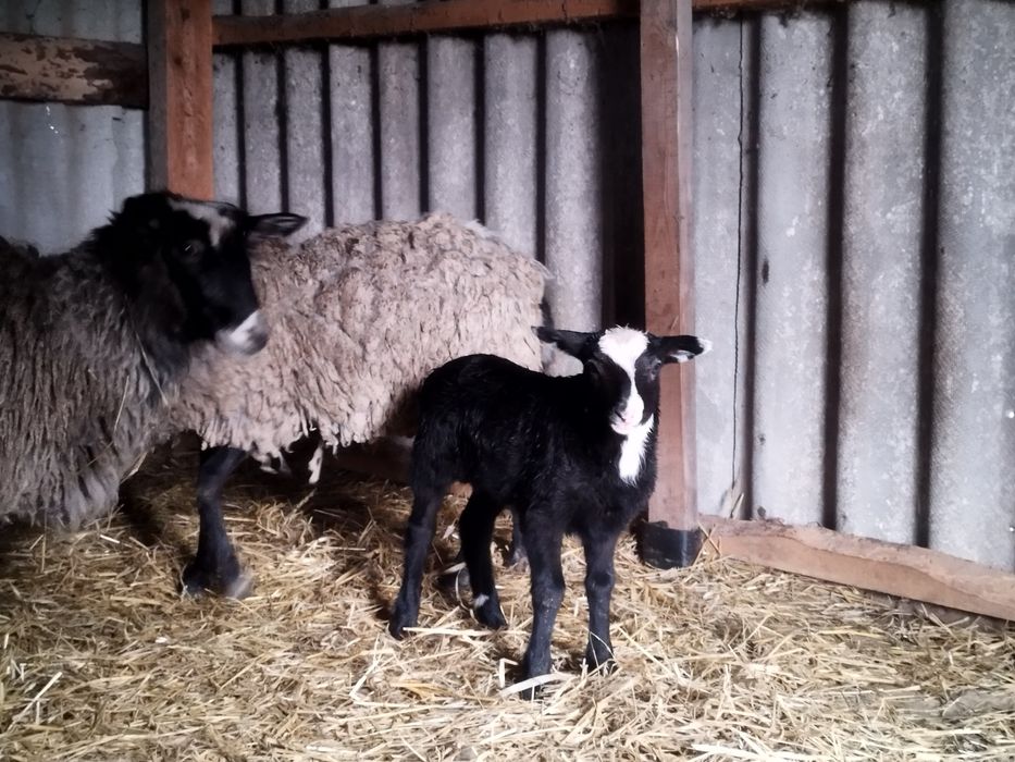 Вівці Ягнята Баран Романівська