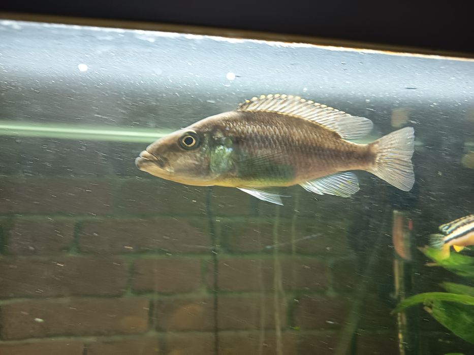 Malawi eyebiter (Dimidiochromis compressiceps)