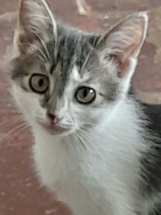 Котята в хорошие руки