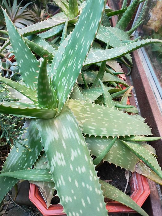 сукуленти кактус алоє вєра композиція флораріум