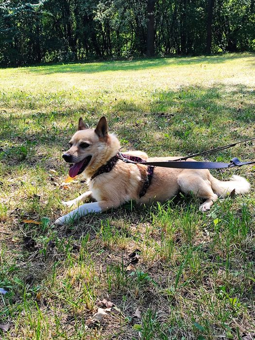 Perun - 14 kg miłości, energii i merdającego ogona