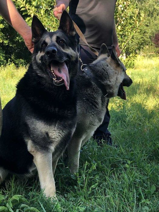 Кобель-производитель Восточно-европейской овчарки(ВЕО).В наличии щенки