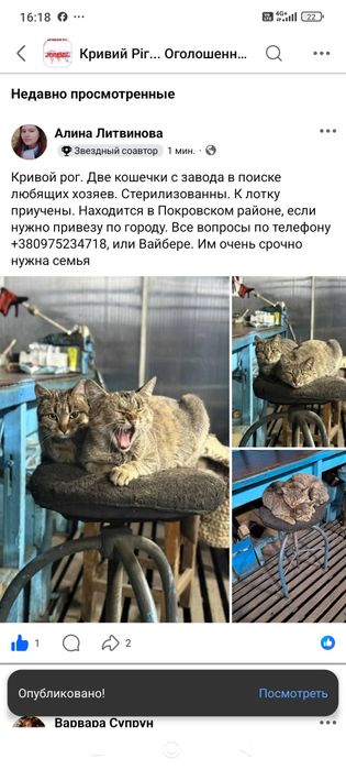 Стерилизованные кошечки. Кошечка даром. Кошка бесплатно. Котенок.