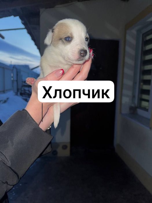 Цуценята в добрі руки, безкоштовно