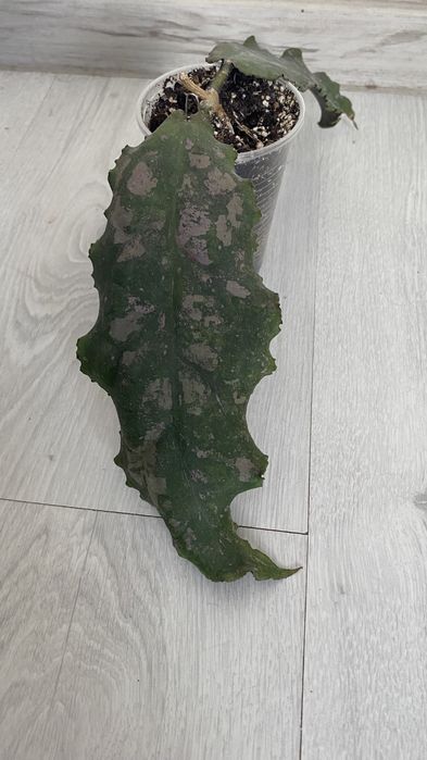 Хойя Undulata long leaves