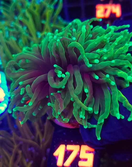 Euphyllia glabrescens dragon soul 2h (175) [Koralowiec]