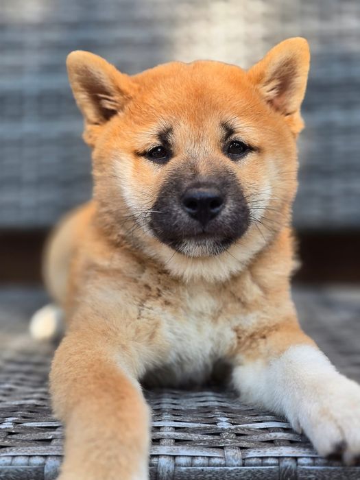 SHIBA INU piesek szczenię gotowy do odbioru metryka wyprawka
