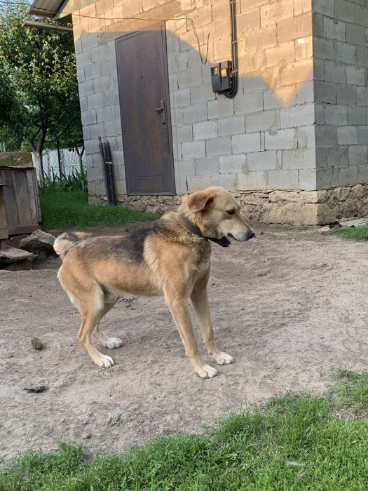 Пес в добрі руки