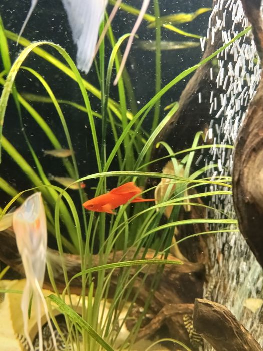 Mieczyk Delta ,samiec mieczyka Delta