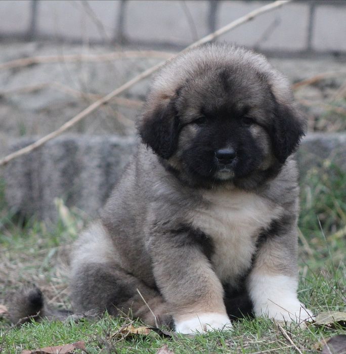 Кобели с интересной родословной