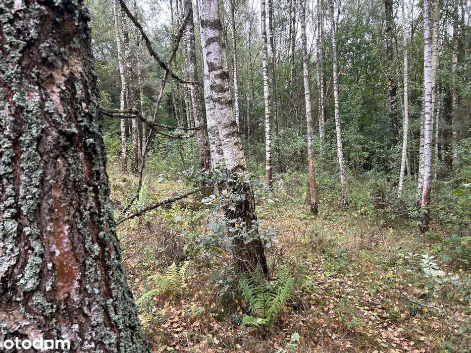 Rogóż, Warmia – działki pod osadę. Gotowe WZ, wsparcie w projektach! – pohled 2
