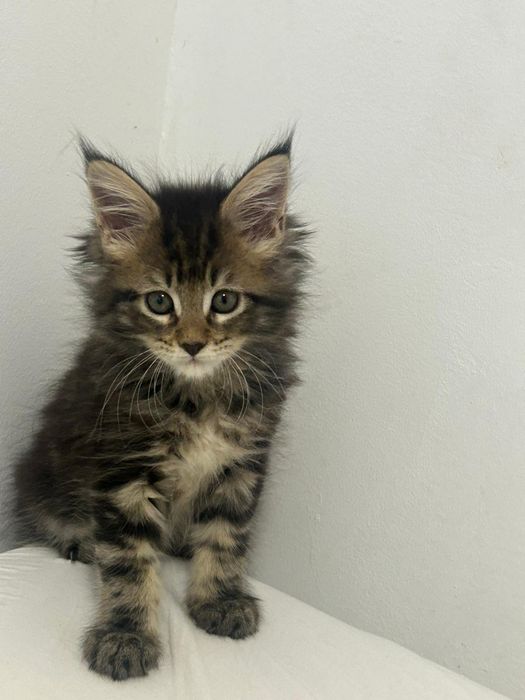 Gatinha tobby  para reprodução