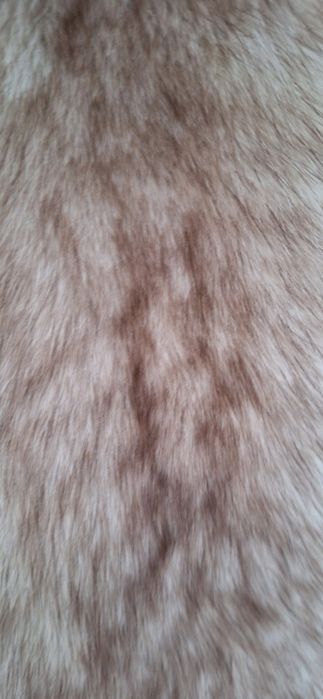 Skórka z lisa niebieskiego