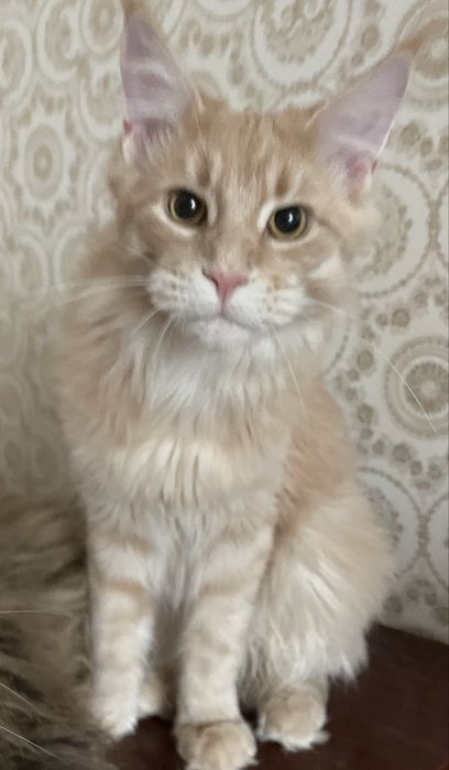 кремовый мейнкун крупный с документами