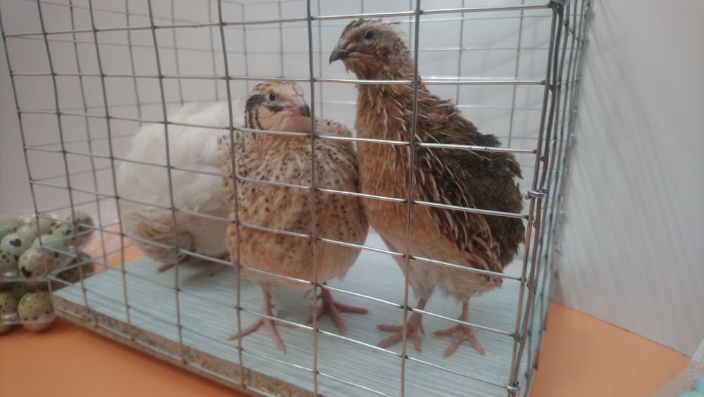 Інкубаційне  яйце  перепілок  Техас та Селадон. Перепілки Целадон.