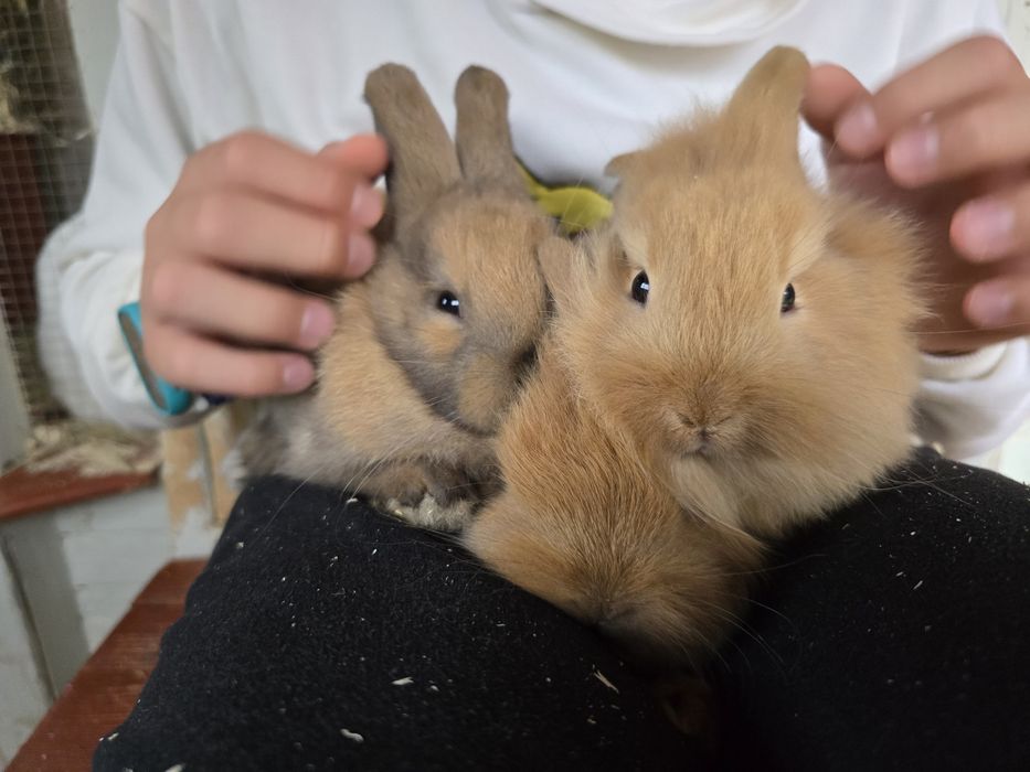 Króliki miniaturki
