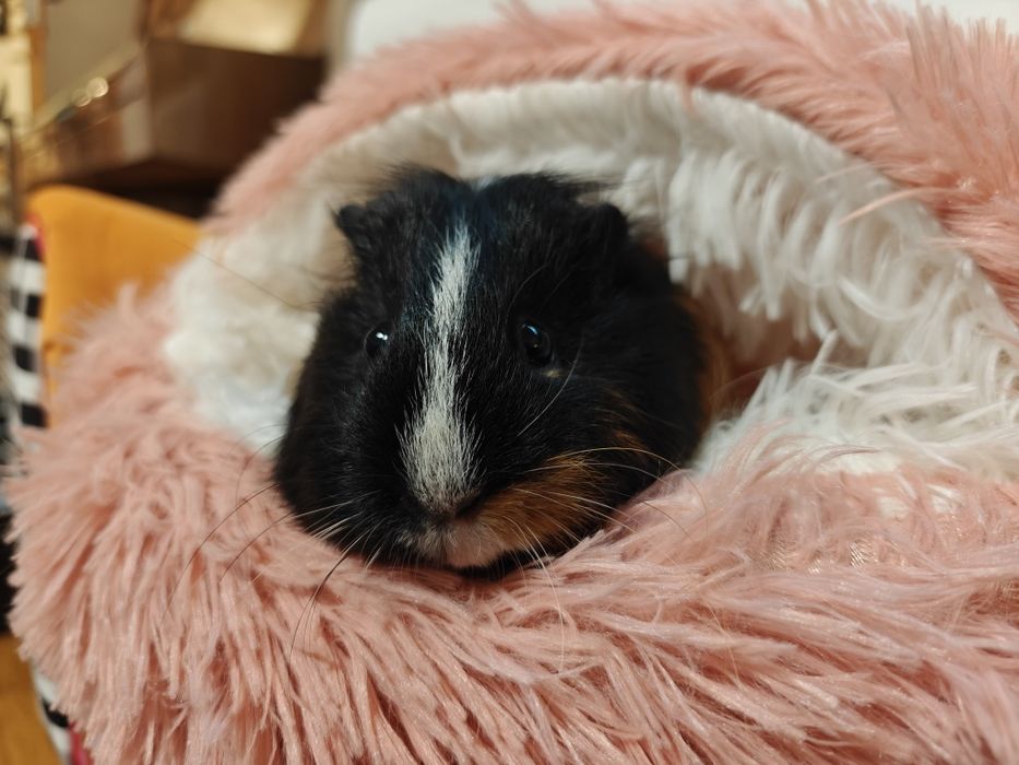 Świnki morskie samice