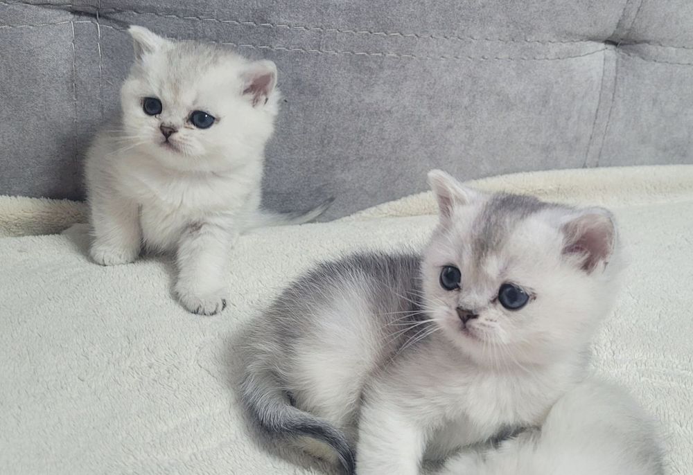 Кошенята шиншили