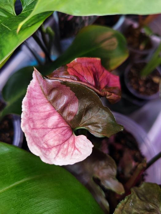 Кімнатна рослина Сингоніум Strawberry Ice Galaxy Тайланд variegated