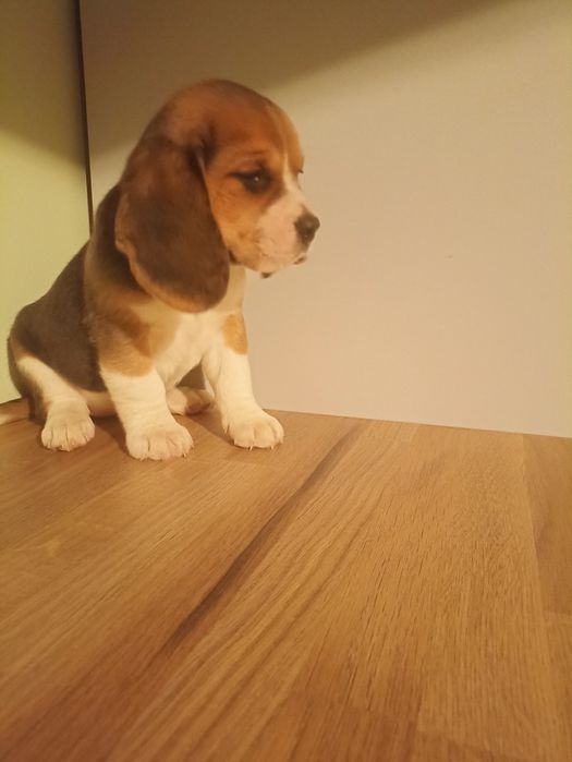 Suczka Beagle Tricolor