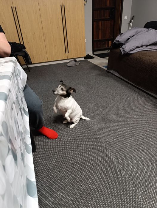 Дресирування собак службових та інших порід