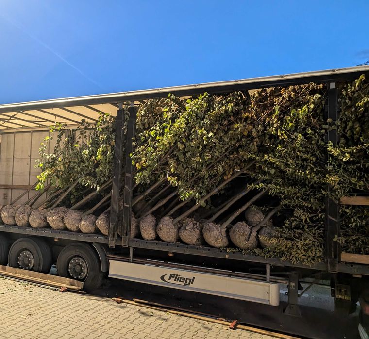 Lipa drobnolistna Greenspire i Rancho 16-18 cm