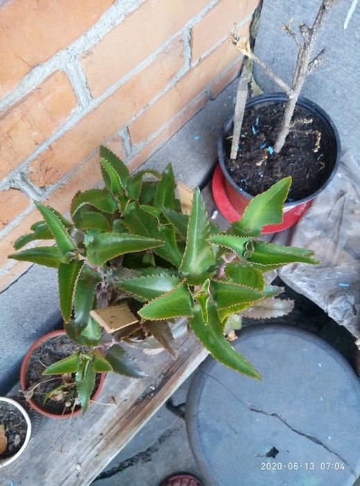 Продам каланхоє, алое.