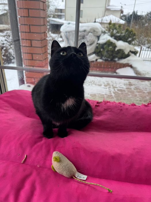 Młoda, zdrowa kotka szuka kochającego domu