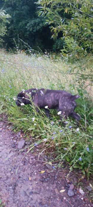 Кане-корсо для в'язки