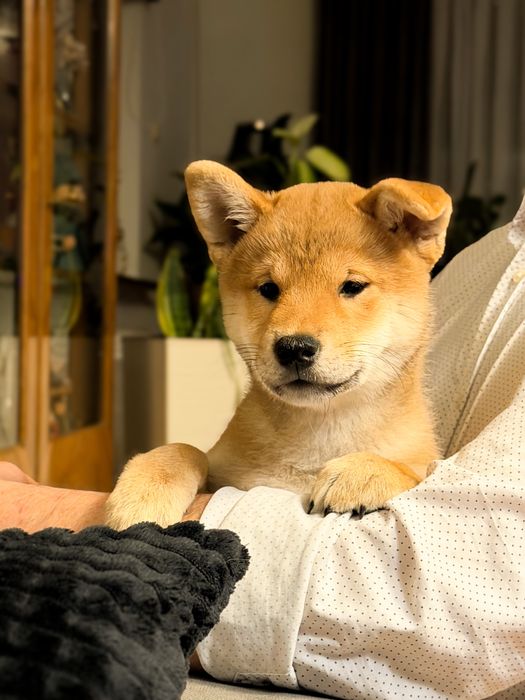 Shiba Inu - dziewczynka ZKwP FCI gotowa do odbioru