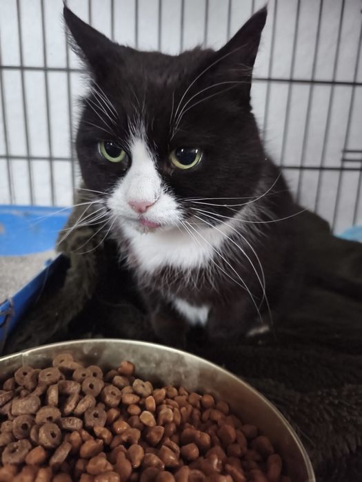 Odra piękna starsza koteczka