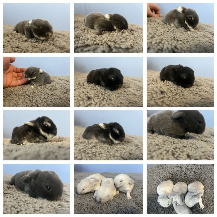 Mini lop/legalna hodowla/rasowe