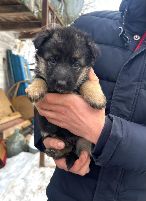 Продаються чистокровні цуценята німецької вівчарки