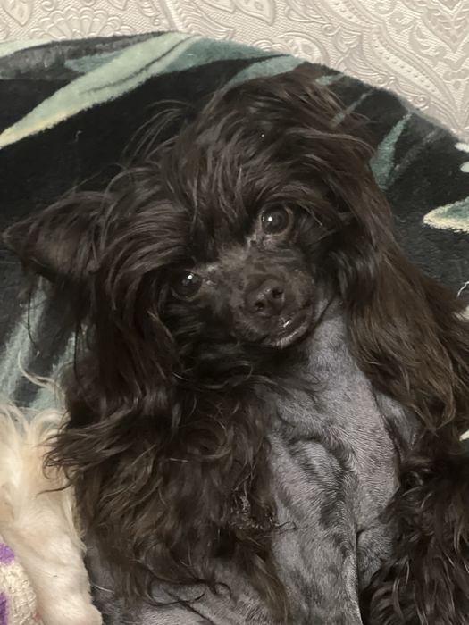 КХС. Девочка. Пуховка