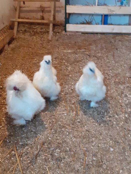 Jaja lęgowe silki białej