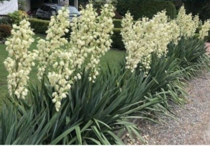 Рослини      Акція