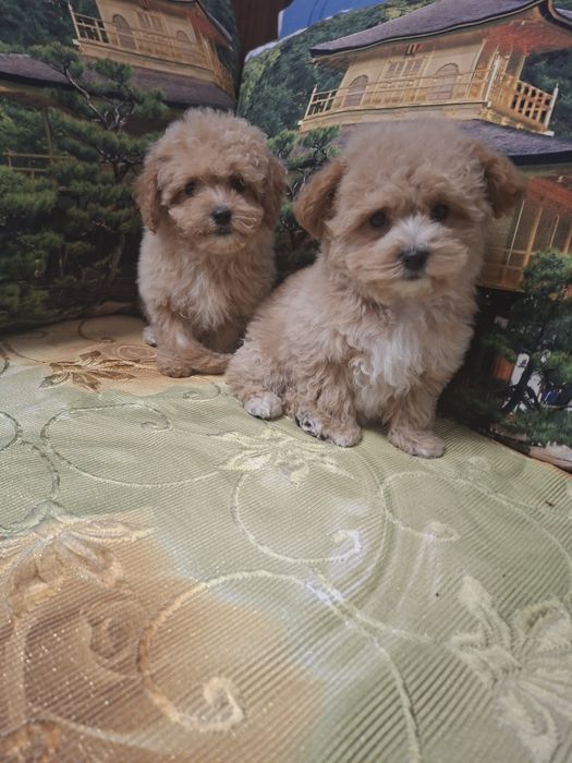 Шикарные мальтипу