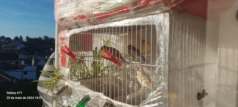 Vendo ultimos canarios 2025