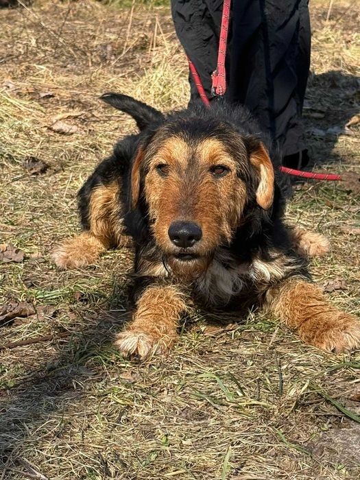 Walenty- mix teriera śliczny do adopcji