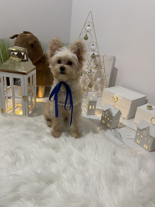 Прекрасні дівчатка Помапу вже чекають на свої нові родини.
Дата народж