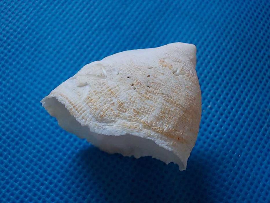 Muszle morskie- Crucibulum quiriquinae