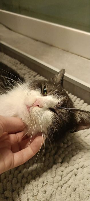 Kotka Minia szuka domu