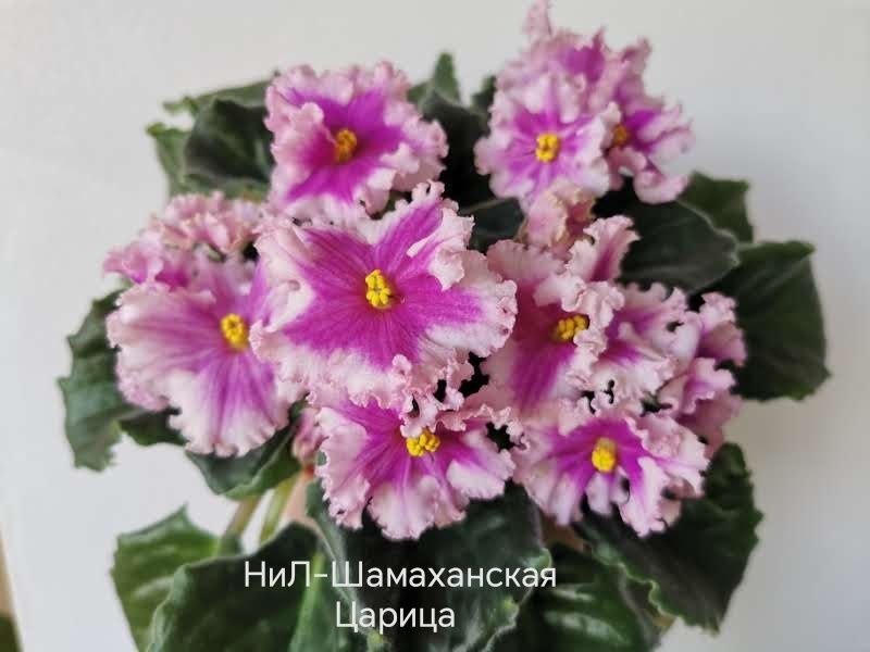 Продам дітки фіалок. Ціни від 40 грн.