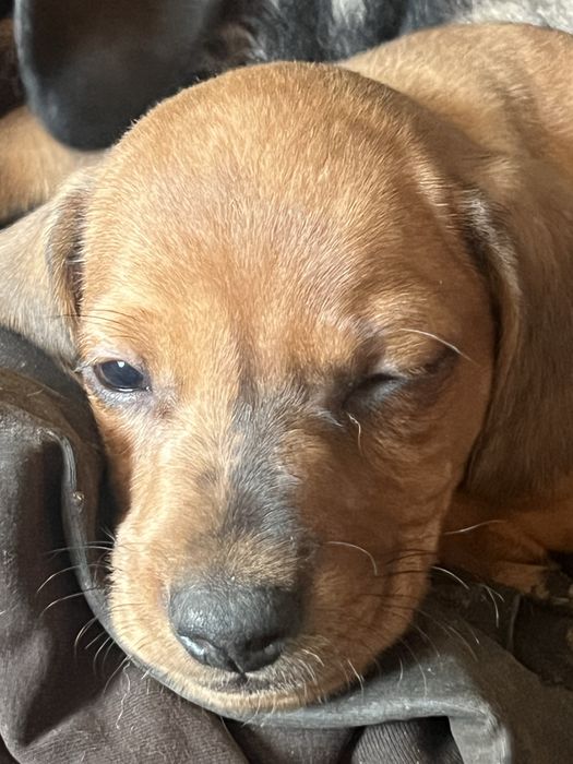 Цуцики такси, стандартні