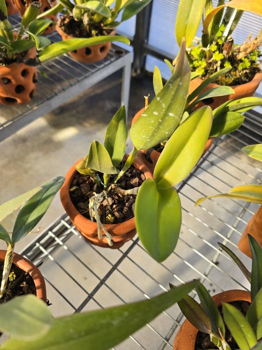 Orquídeas (cattleyas e vandas)