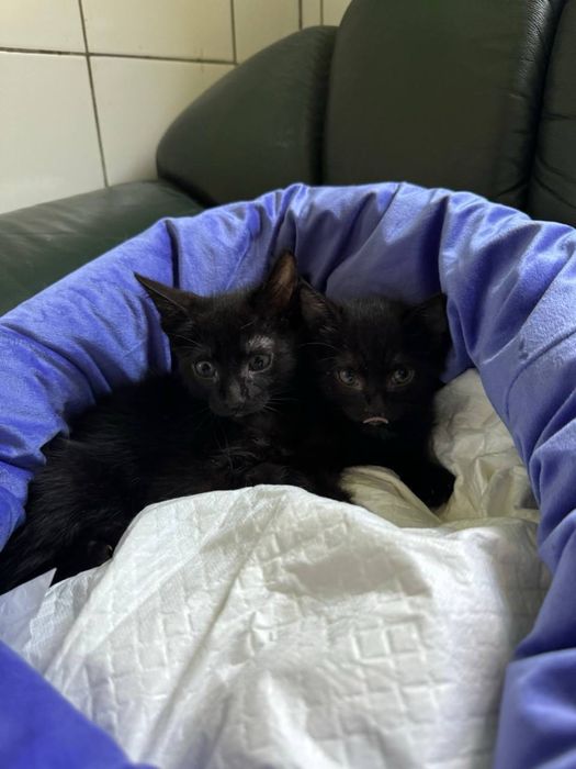 Дивіться усі фото! Зграйка кошенят в пошуку своїх люблячих батьків