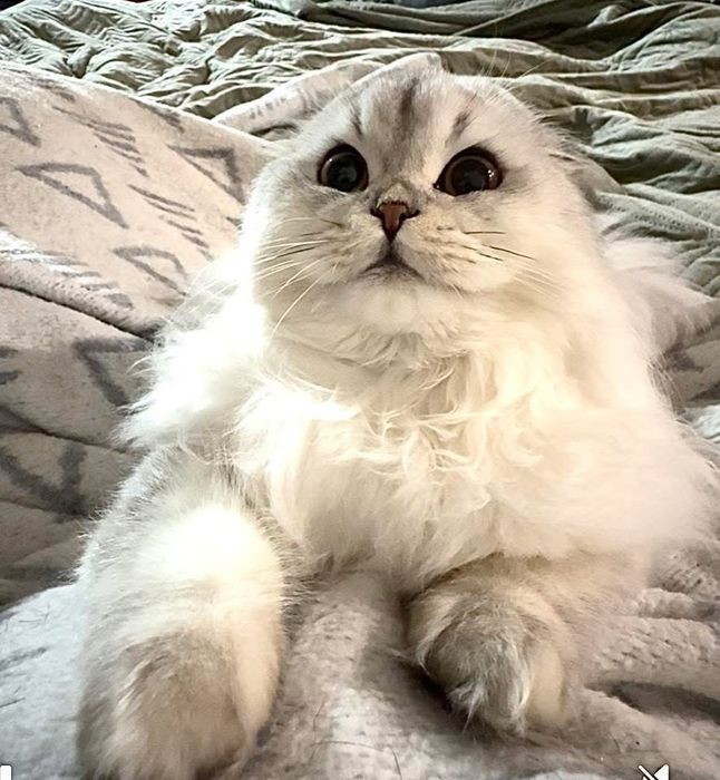 Шотланська дівчинка фолд, в забарвленні срібна шиншила