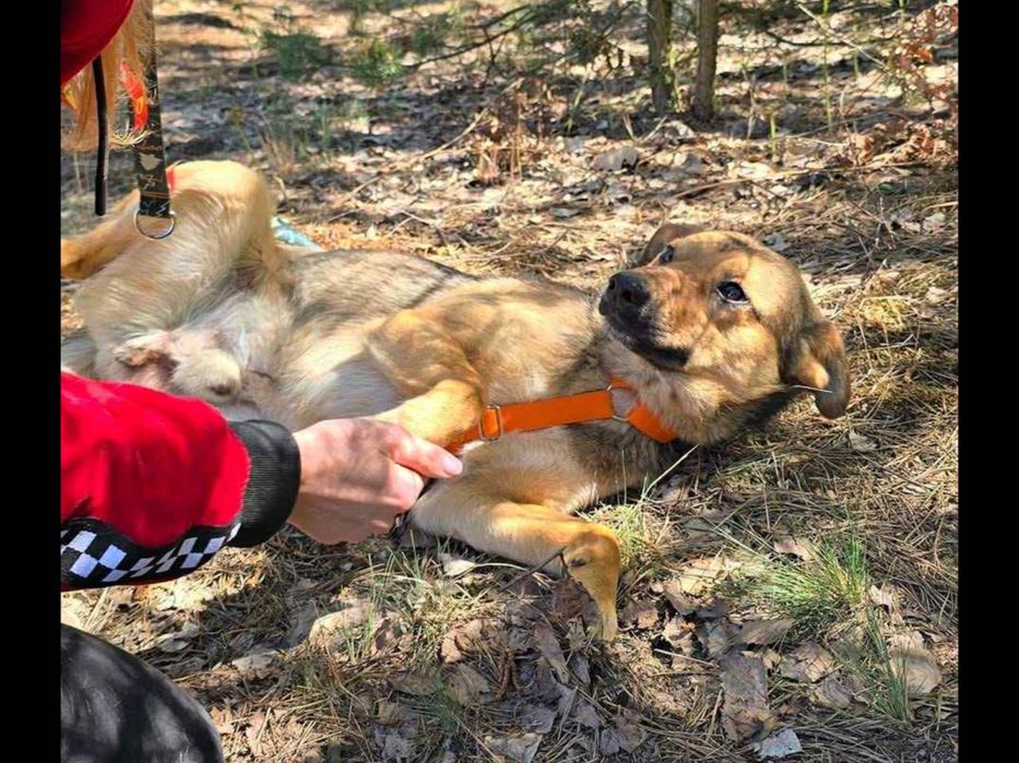 Wystraszony biedaczek ,błaga o dom.