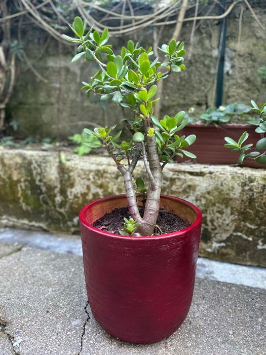 Planta de   jade